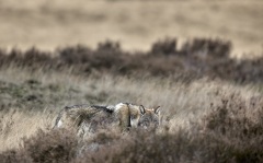 2022-Hoge-Veluwe-19