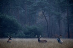 2022-Hoge-Veluwe-28