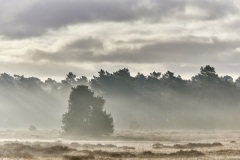 2022-Hoge-Veluwe-30