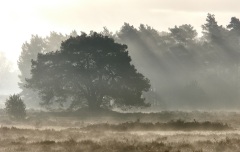 2022-Hoge-Veluwe-31