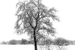 2023-Hohes-Venn-im-Winter-08
