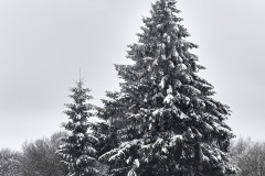 2023-Hohes-Venn-im-Winter-10