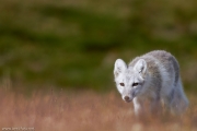 001-2014_Dovrefjell-IMG_0151