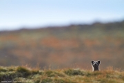 073-2014_Dovrefjell-IMG_0730