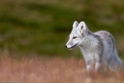 094-2014_Dovrefjell-IMG_0148