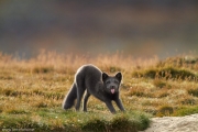 113-2014_Dovrefjell-IMG_1006