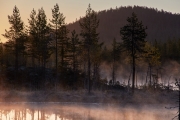 morgentliche Nebel im Moor