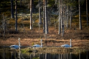 Singschwäne auf einem Waldsee