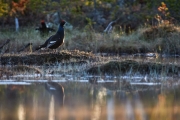 Birkhahn steht auf einer Torfbulte und spiegelt sich m Wasser