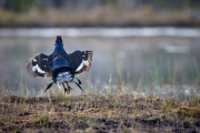 Birkhahn im Flattersprung