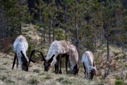 äsende Rentiere im Wald