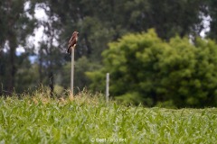 Bussard-2019-05