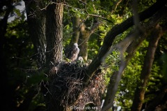 Bussard-2019-06
