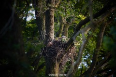 Bussard-2019-07