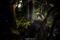 Bussard-2019-09