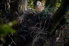 Bussard-2019-10