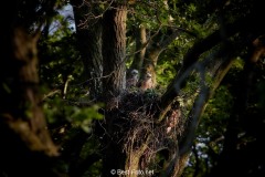 Bussard-2019-11