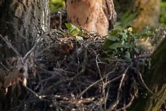 Bussard-2019-12