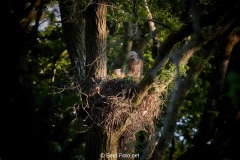 Bussard-2019-13