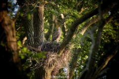 Bussard-2019-14