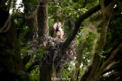 Bussard-2019-16