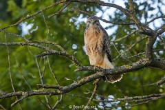 Bussard-2019-17
