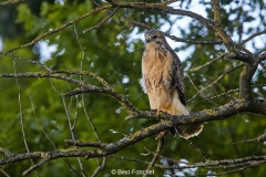 Bussard-2019-18