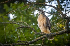 Bussard-2019-19