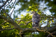 Bussard-2019-20