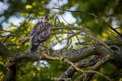 Bussard-2019-21