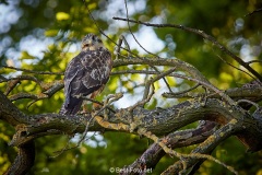 Bussard-2019-22