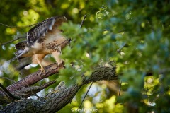 Bussard-2019-23