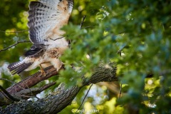 Bussard-2019-24