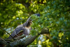 Bussard-2019-26