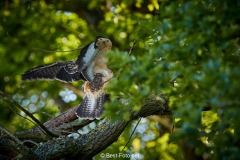 Bussard-2019-27