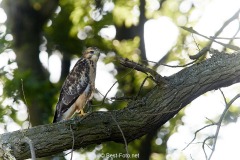 Bussard-2019-28