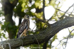 Bussard-2019-29
