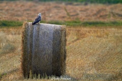 Bussard-2019-35
