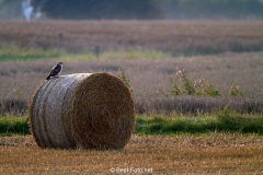 Bussard-2019-36