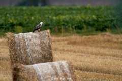 Bussard-2019-40