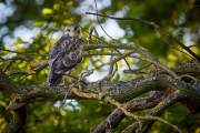 Bussard-2019-21