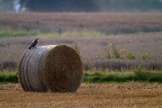 Bussard-2019-36