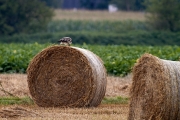 Bussard-2019-39