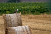 Bussard-2019-40