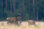 2013_Hoge_Veluwe_Mai_IMG_8512