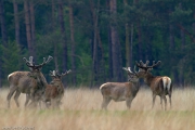 2013_Hoge_Veluwe_Mai_IMG_8515