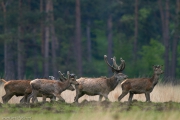 2013_Hoge_Veluwe_Mai_IMG_8520