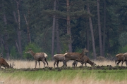 2013_Hoge_Veluwe_Mai_IMG_8527