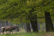 2013_Hoge_Veluwe_Mai_IMG_8538