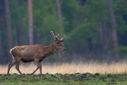 2013_Hoge_Veluwe_Mai_IMG_8573